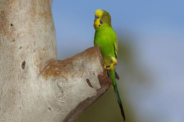 虎皮鸚鵡什么時候下蛋？