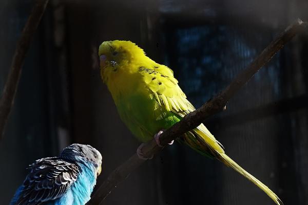 虎皮鸚鵡什么時候下蛋？