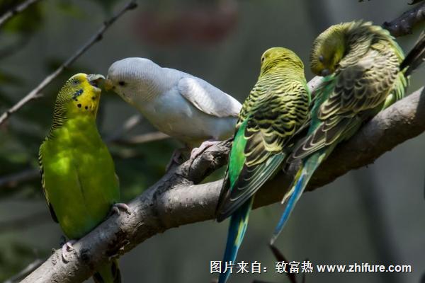 虎皮鸚鵡怎么養(yǎng)?虎皮鸚鵡吃什么食物?