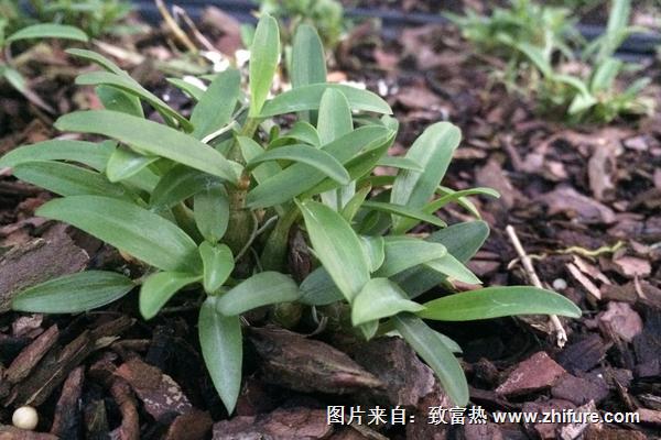 種石斛用什么樹皮好