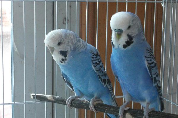 虎皮鸚鵡怎么養？虎皮鸚鵡吃什么食物？