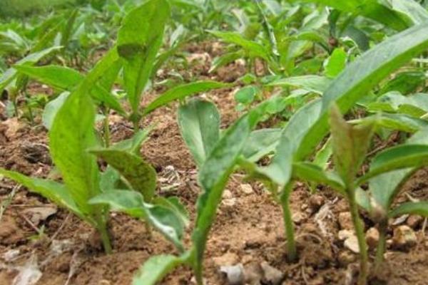 半夏常見三大病害的防治