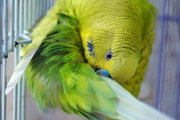 虎皮鸚鵡怎么養？虎皮鸚鵡吃什么食物？