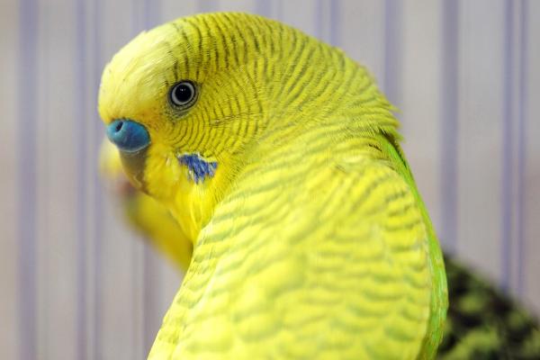 虎皮鸚鵡怎么養？虎皮鸚鵡吃什么食物？