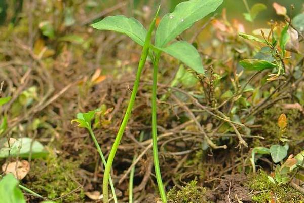 半夏常見三大病害的防治