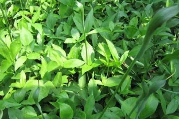 半夏常見三大病害的防治