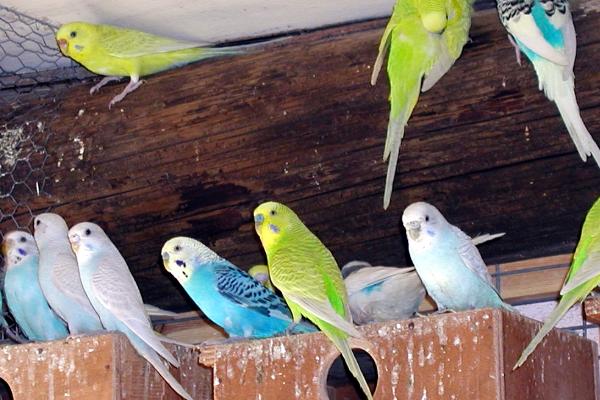 虎皮鸚鵡怎么養？虎皮鸚鵡吃什么食物？