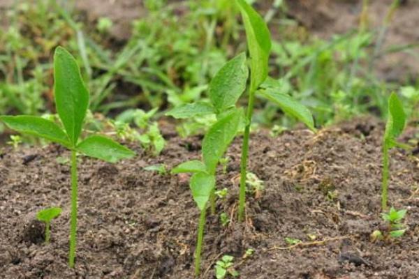 半夏常見三大病害的防治