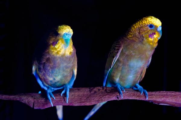 虎皮鸚鵡怎么養？虎皮鸚鵡吃什么食物？