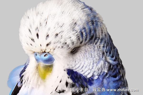 虎皮鸚鵡吃什么？