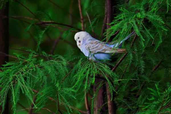 虎皮鸚鵡吃什么?