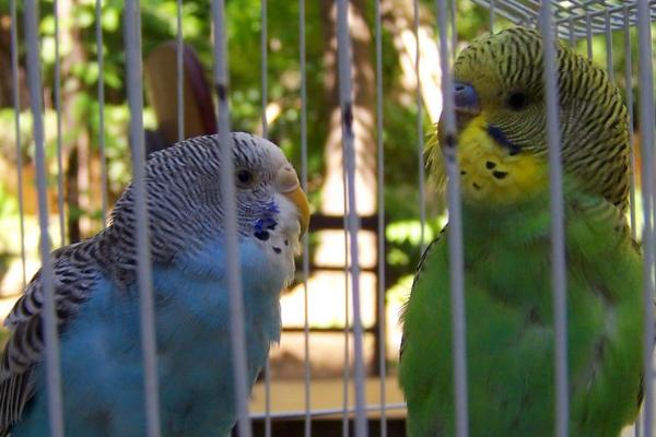 虎皮鸚鵡吃什么?