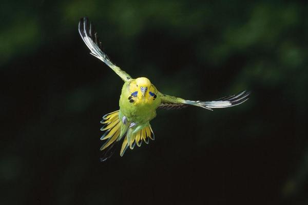 虎皮鸚鵡吃什么?