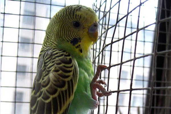 虎皮鸚鵡吃什么?