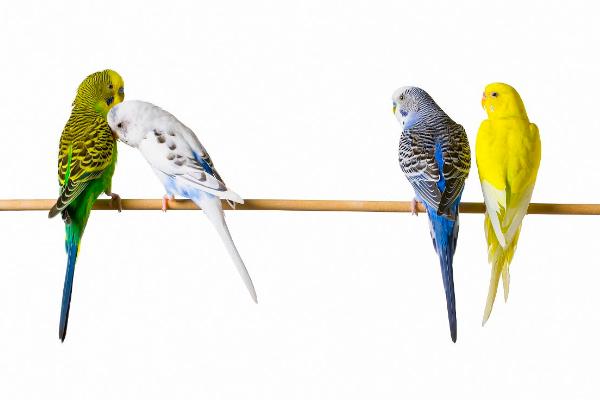 虎皮鸚鵡吃什么?