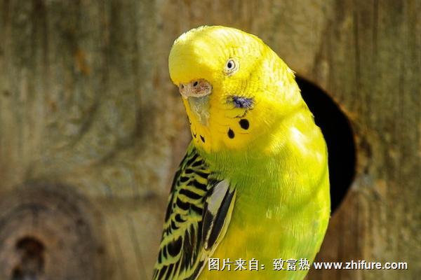 虎皮鸚鵡價格多少錢一只？一對虎皮鸚鵡多少錢？