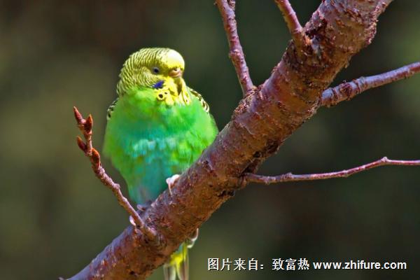 虎皮鸚鵡能長多大？