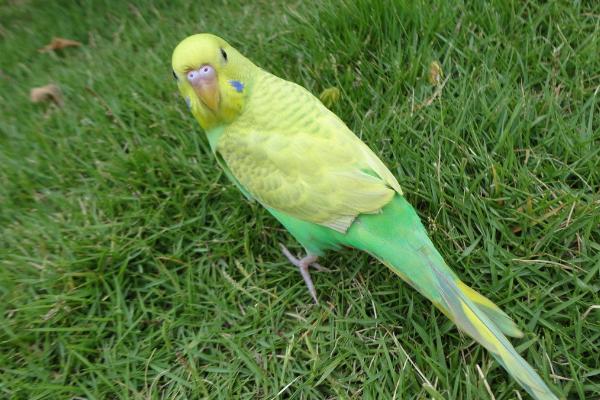 虎皮鸚鵡能長多大?