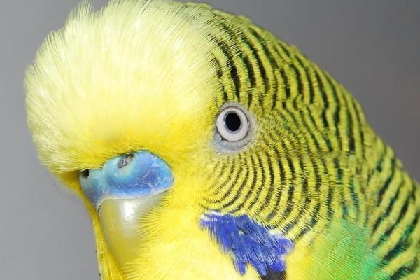 虎皮鸚鵡能長多大?