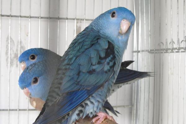 虎皮鸚鵡能長多大?