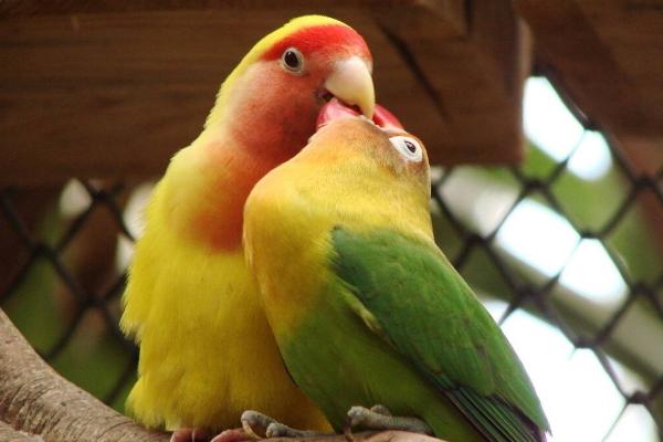 虎皮鸚鵡能長多大?