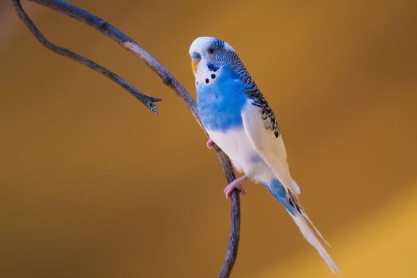 虎皮鸚鵡能長多大?