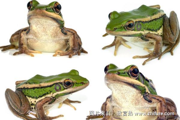 吃青蛙有什么好處？