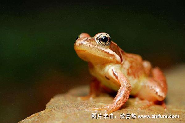 林蛙圖片大全
