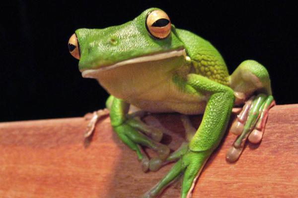 林蛙圖片大全