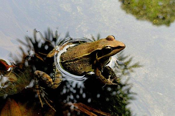 林蛙圖片大全