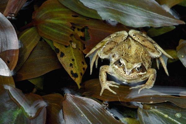 林蛙圖片大全