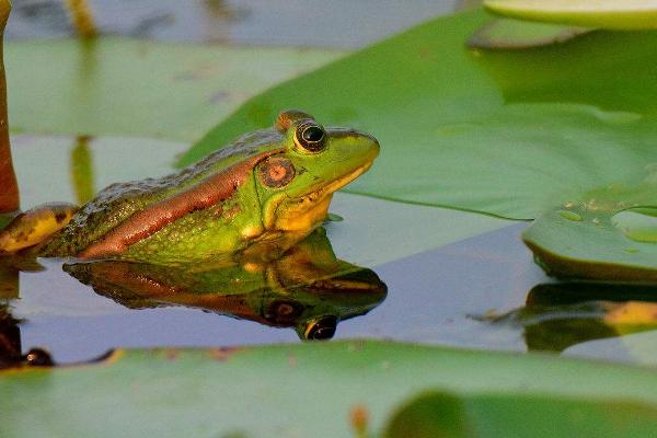 青蛙用什么呼吸？