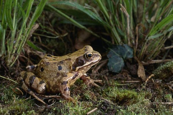 林蛙是幾級保護動物?
