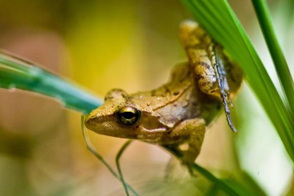 林蛙是幾級保護動物?