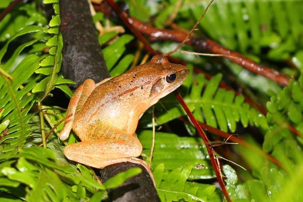 林蛙是幾級保護動物?