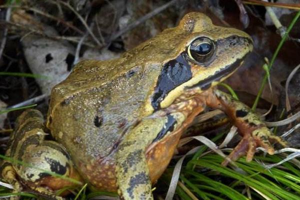 林蛙是幾級保護動物?