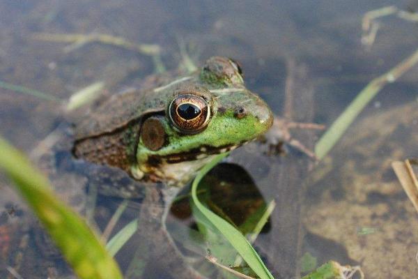 青蛙用什么呼吸？