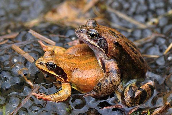 林蛙是幾級保護動物?