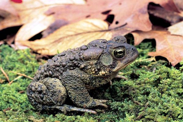 蟾蜍價格多少錢一斤?