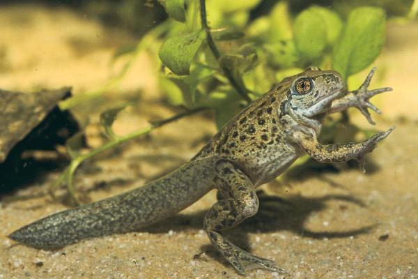 蟾蜍價格多少錢一斤?