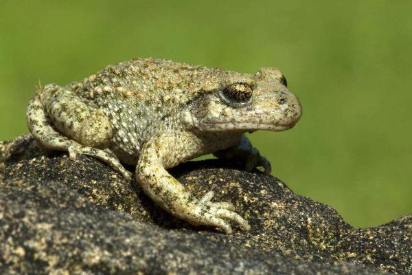 蟾蜍價格多少錢一斤?