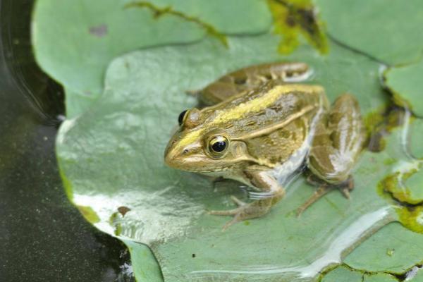 青蛙用什么呼吸？