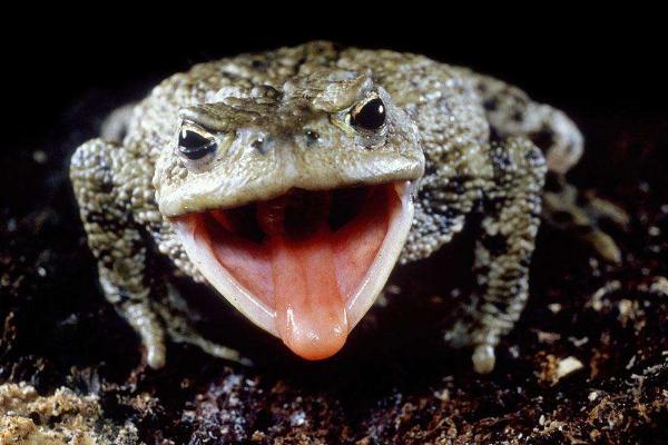 蟾蜍價格多少錢一斤?