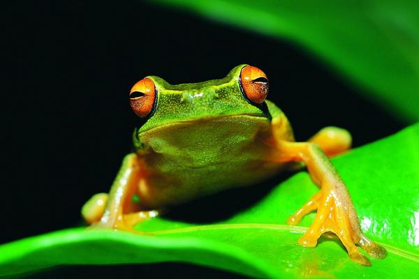 青蛙用什么呼吸？