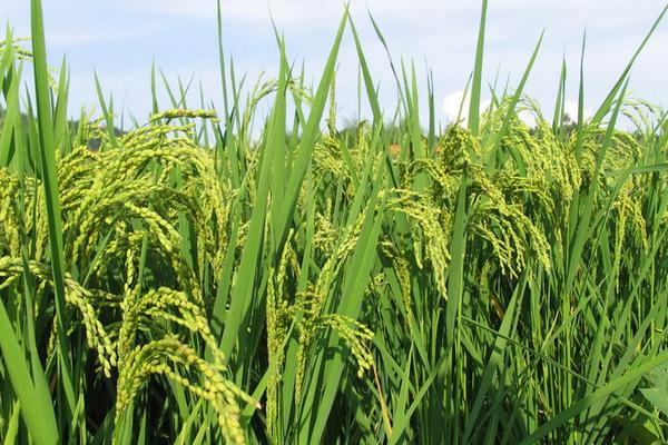 種一畝水稻能賺多少錢(qián)?種水稻的成本和利潤(rùn)