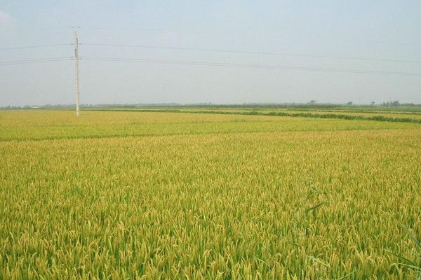 種一畝水稻能賺多少錢(qián)?種水稻的成本和利潤(rùn)