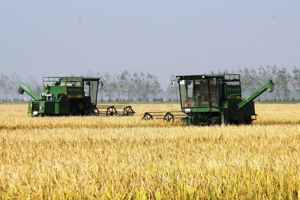 種一畝水稻能賺多少錢(qián)?種水稻的成本和利潤(rùn)