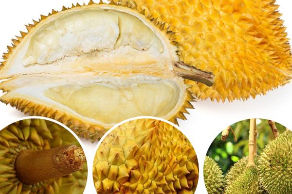 榴蓮是買大的好還是買小的好?