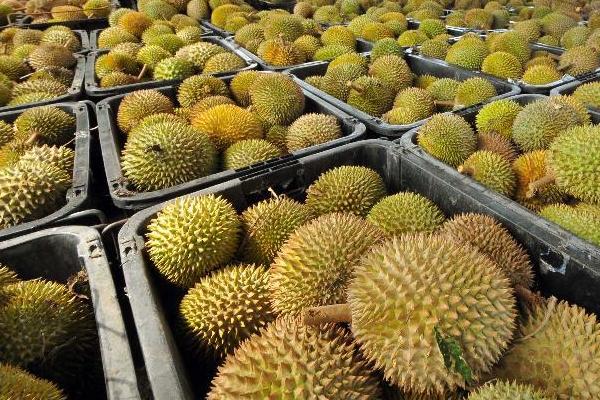 榴蓮是買大的好還是買小的好?