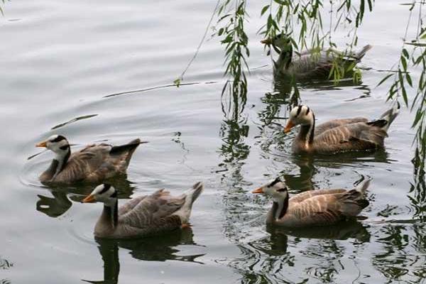 養殖大雁的利潤
